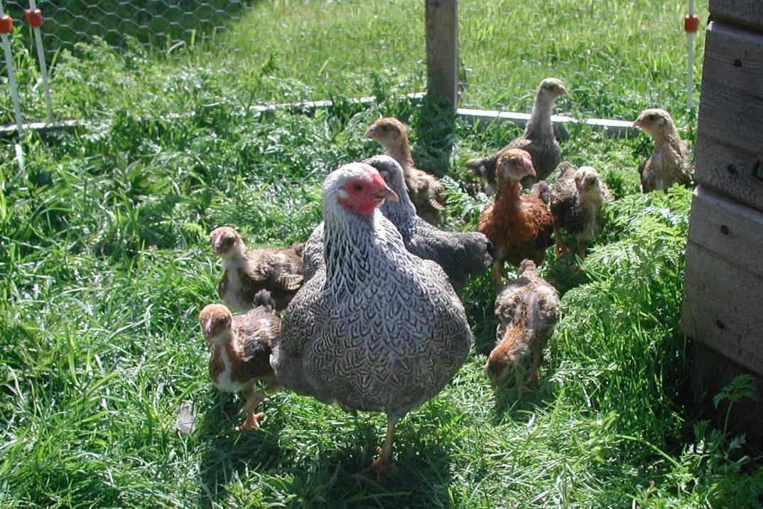 Gangvidefarm Farm stay